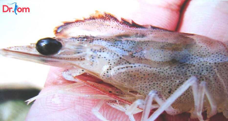 Dấu hiệu nhận biết các bệnh thường gặp ở tôm thẻ chân trắng