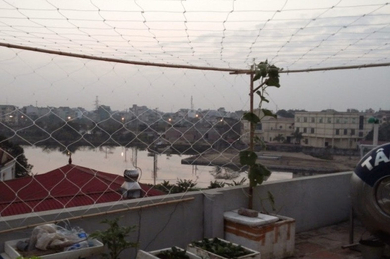 Lưới nông nghiệp - Lưới cước trắng leo giàn cho cây