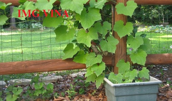 Lưới nông nghiệp - Lưới cước trắng leo giàn cho cây