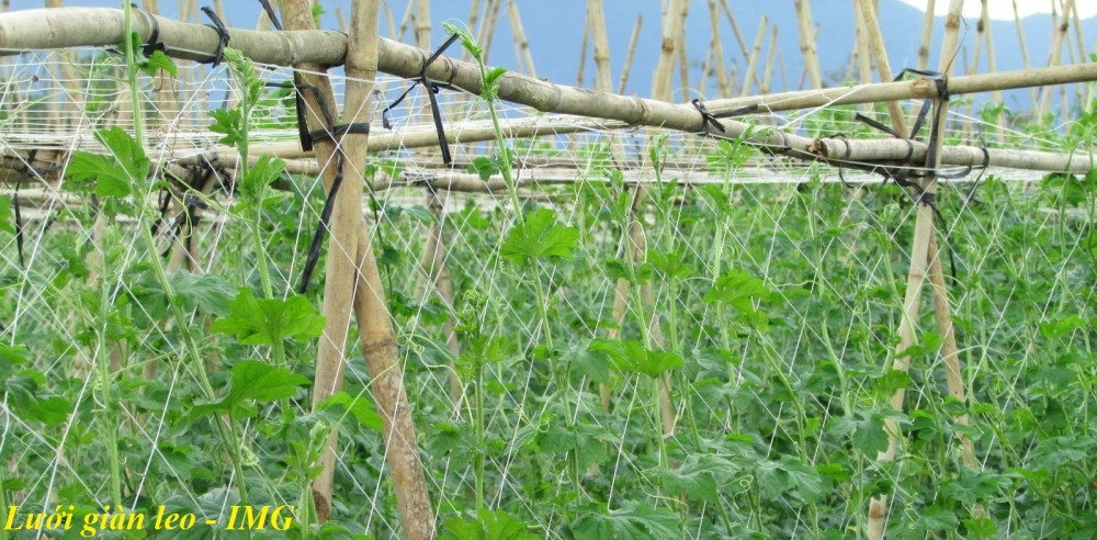 Lưới nông nghiệp - Lưới cước trắng leo giàn cho cây