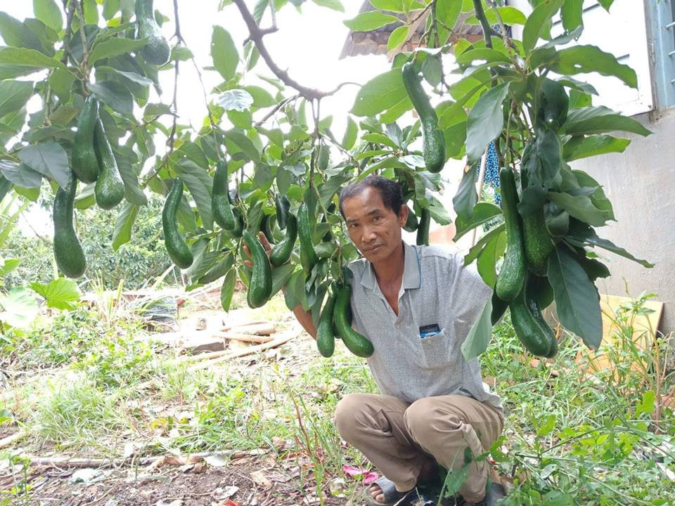 Cung cấp giống bơ 034 đầu dòng - Vườn bơ 034 Dậu Loan
