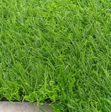 Cỏ nhân tạo dùng để trang trí
