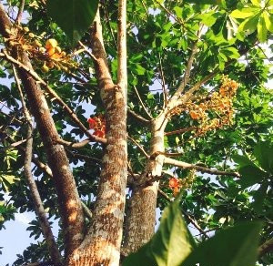 Bán cây giống Sala ( Ngọc Kỳ Lân) số lượng lớn nhỏ toàn quốc