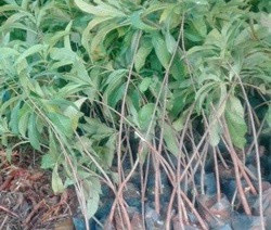 Bán cây giống Sala ( Ngọc Kỳ Lân) số lượng lớn nhỏ toàn quốc
