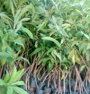 Bán cây giống Sala ( Ngọc Kỳ Lân) số lượng lớn nhỏ toàn quốc