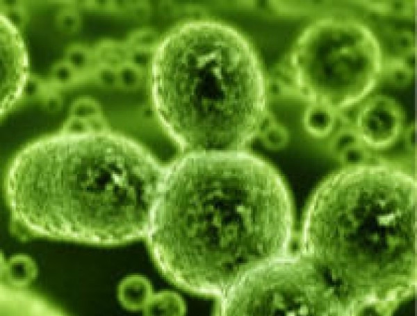  Lợi ích của men vi sinh Bacillus Coagulans