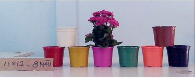 Lợi ích khi mua chậu nhựa trồng cây
