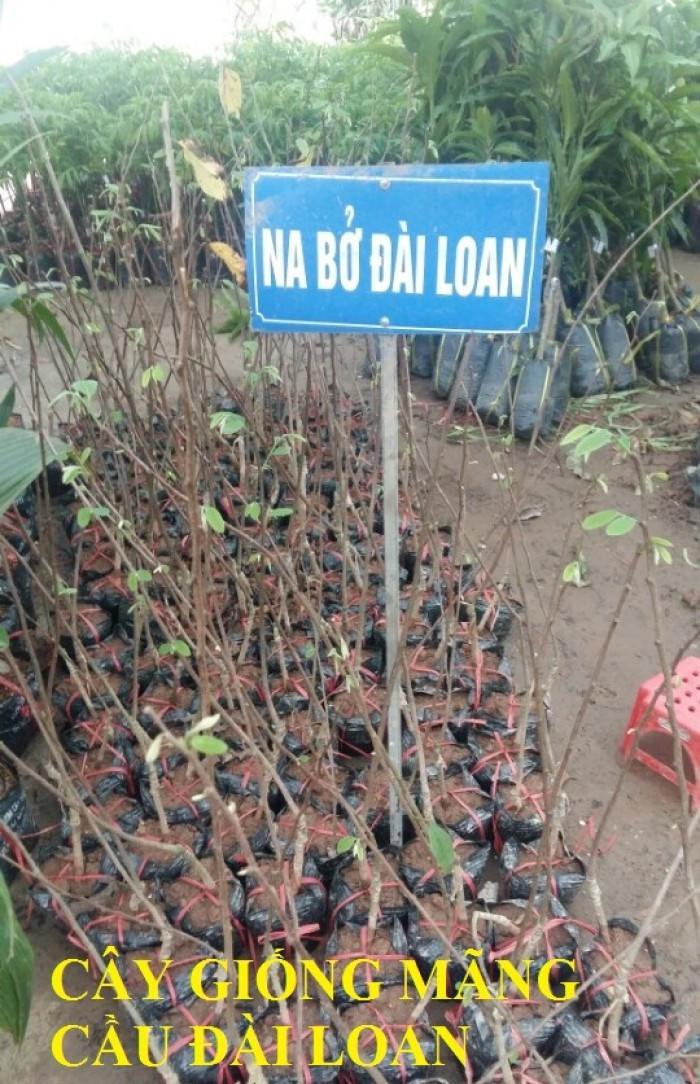 Bán cây giống na bở Đài Loan chất lượng giá rẻ