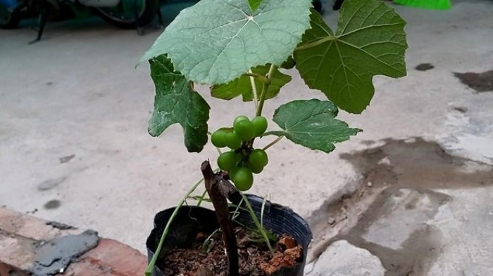 Mua cây giống nho Pháp ở đâu tốt nhất?