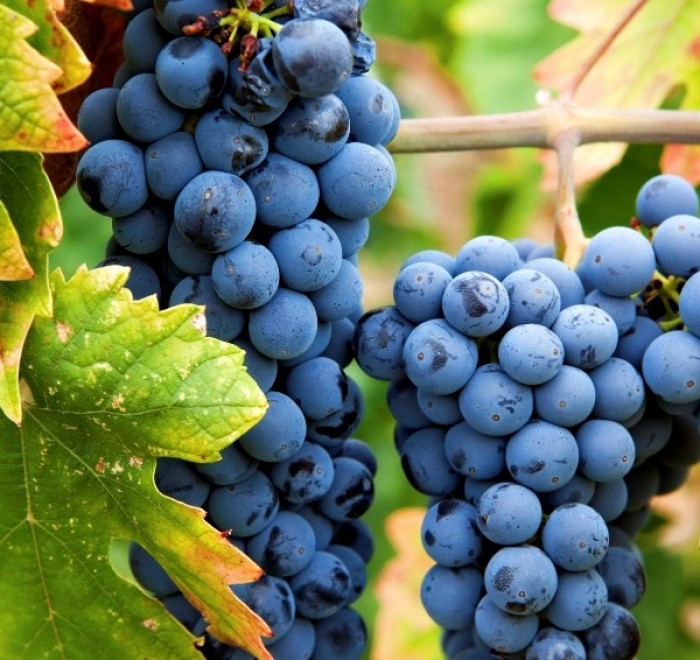 Mua cây giống nho Pháp ở đâu tốt nhất?