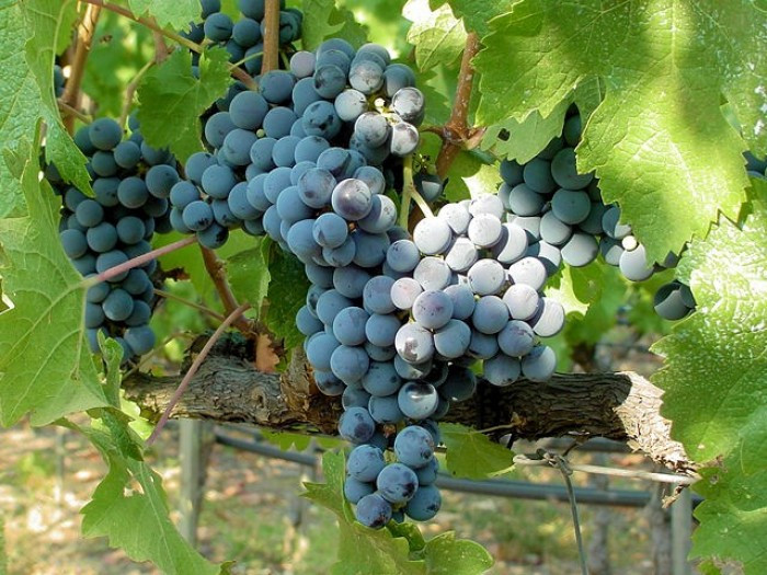 Mua cây giống nho Pháp ở đâu tốt nhất?