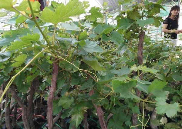 Mua cây giống nho Pháp ở đâu tốt nhất?