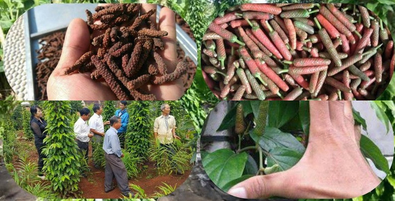 Tác dụng thần kỳ của tiêu lốt trong hỗ trợ chữa bệnh
