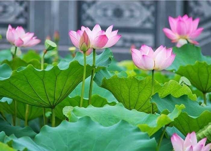 Mẫu tranh dán tường đẹp được nhiều người yêu thích