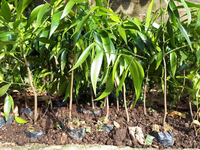 Chi tiết về giống cây kim giao quý hiếm, kỹ thuật trồng và chăm sóc cây cây kim giao