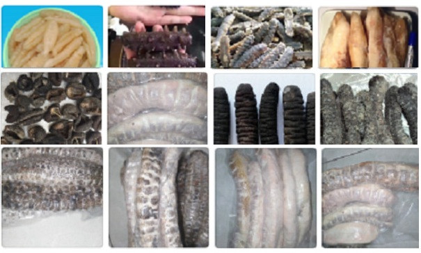 Hải Sâm món ăn Cao Lương Mỹ Vị là sản phẩm bồi bổ cơ thể và chống lão hóa