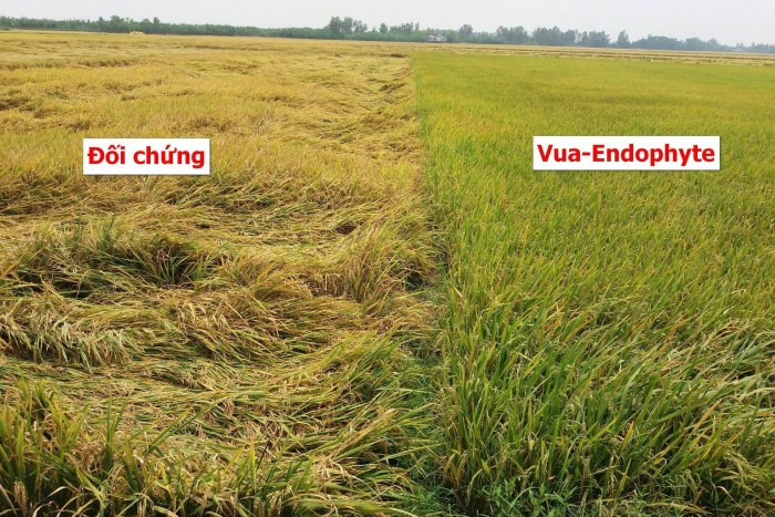 Những điều chưa biết về phân bón công nghệ Nano(1)