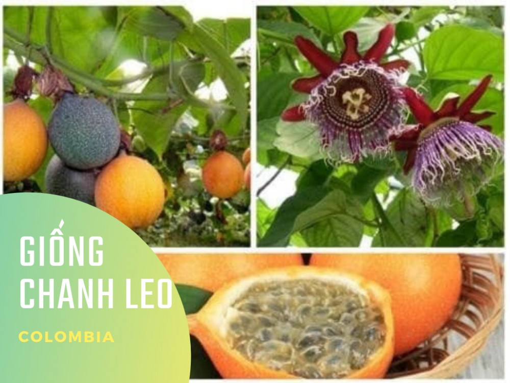 Chanh leo giống Colombia
