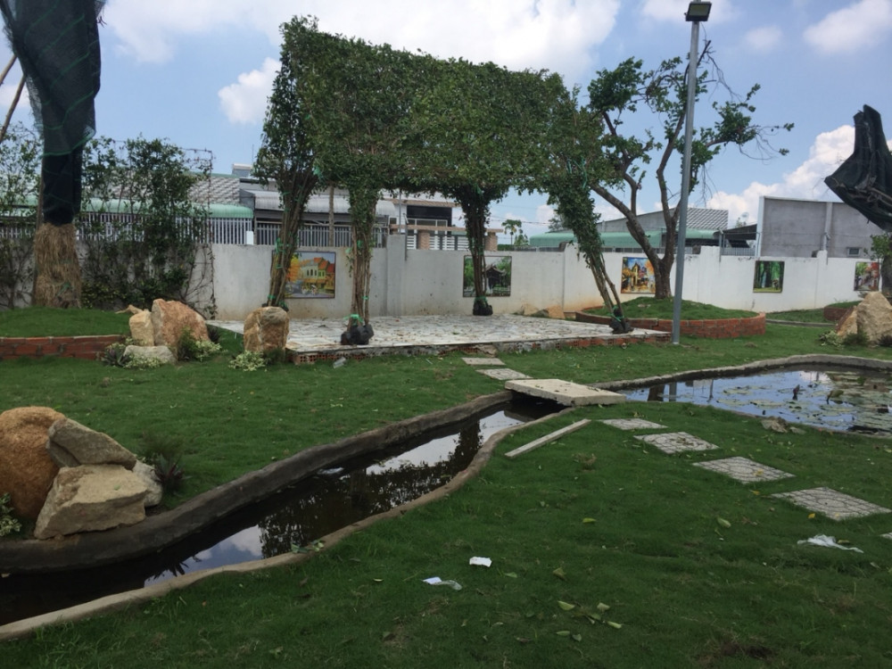 Cỏ nhung Nhật