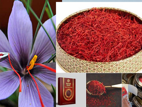 Saffron có tác dụng tăng đề kháng giúp phòng đại dịch Corona hiệu quả Theo các báo cáo khoa học của Thư viện Y khoa Hoa Kỳ, nhụy hoa nghệ tây (Saffron) có tác dụng đối với việc cải thiện hệ miễn dịch, tăng đề kháng. Saffron cũng là “vị thuốc” được áp dụng trong y học truyền thống của Iran, được người dân Iran sử dụng hàng ngày để giảm thiểu bệnh tật. Tuy nhiên để đạt được hiệu quả tăng đề kháng vượt trội nhất, người tiêu dùng nên chọn loại saffron đạt chứng chỉ ISO 3632.  Để sử dụng Saffron tăng cường miễn dịch, bạn có thể ngâm saffron với mật ong, và các dược liệu khác như nhân sâm, đông trùng hạ thảo, tam thất. Saffron tăng cường miễn dịch; mật ong kháng viêm, kháng khuẩn hiệu quả; đông trùng hạ thảo giúp bồi bổ sinh lực, cải thiện sức khỏe. Kết hợp cả ba nguyên liệu quý sẽ là kháng sinh tự nhiên cho sức khỏe phòng tránh bệnh tật, hạn chế khả năng lây nhiễm các bệnh về đường hô hấp.