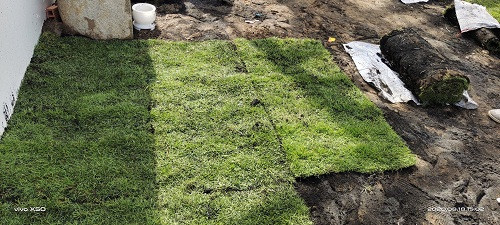 Nhà Vườn Đức Tiến Phát thi công trồng cỏ nhung nhật sân vườn 250m2 tại Đức Hòa Long An 