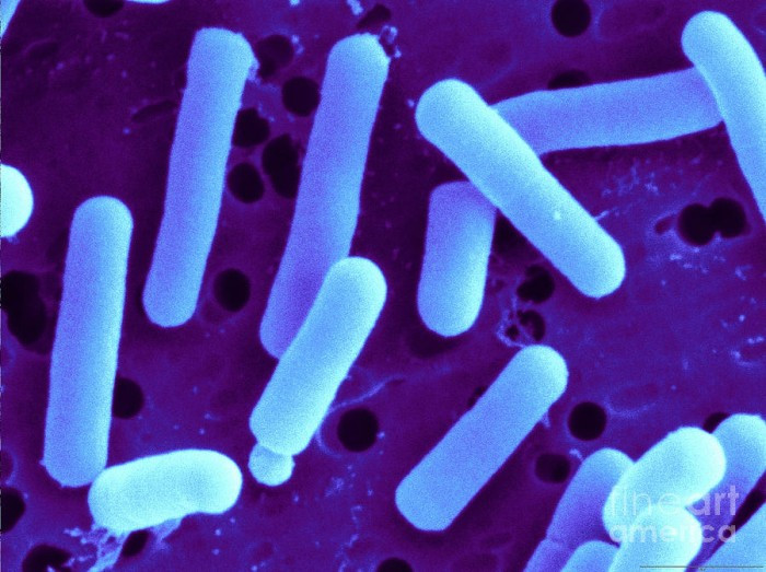 Men vi sinh Lactobacillus reuteri và những tác dụng không ngờ