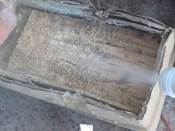 Dịch vụ diệt mối tận gốc cho nhà ở, nội thất hiệu quả và uy tín