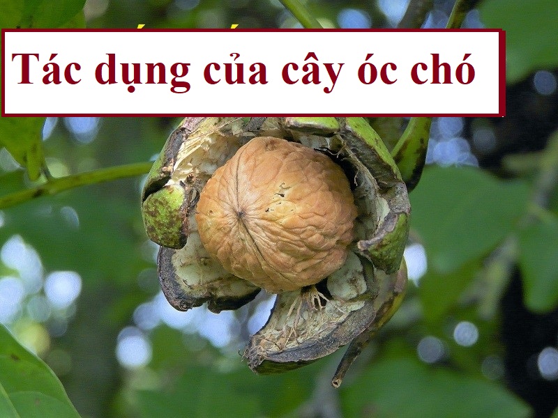 Tác dụng của cây óc chó/Cây óc chó có tác dụng gì?