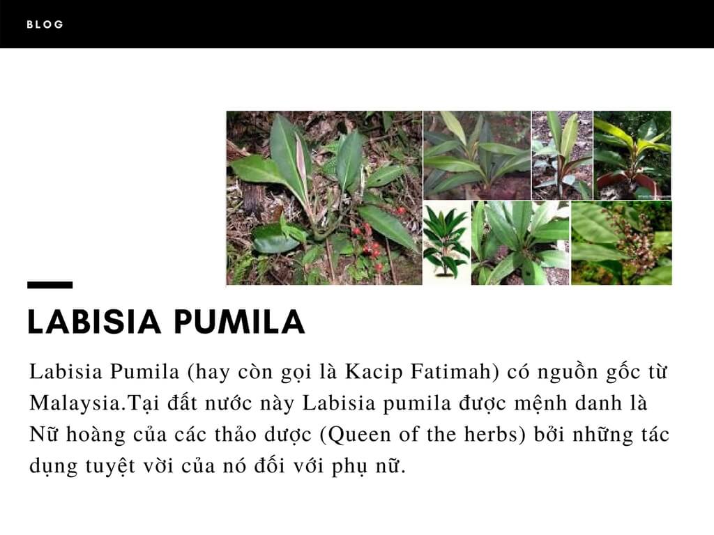 Labisia Pumila là gì?