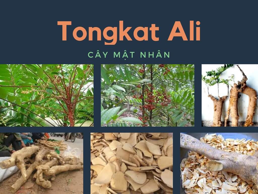 Tongkat Ali la gi