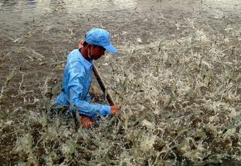 Gia tăng hiệu quả khi dùng vôi bột trong nuôi trồng thủy sản(4)