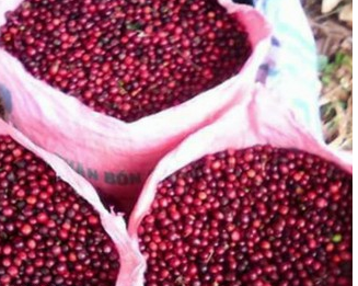Giá cà phê hạt trên thị trường hiện nay như thế nào và vì sao lại có sự chênh lệch đó?