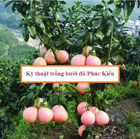 Kỹ thuật trồng bưởi đỏ Phúc Kiến
