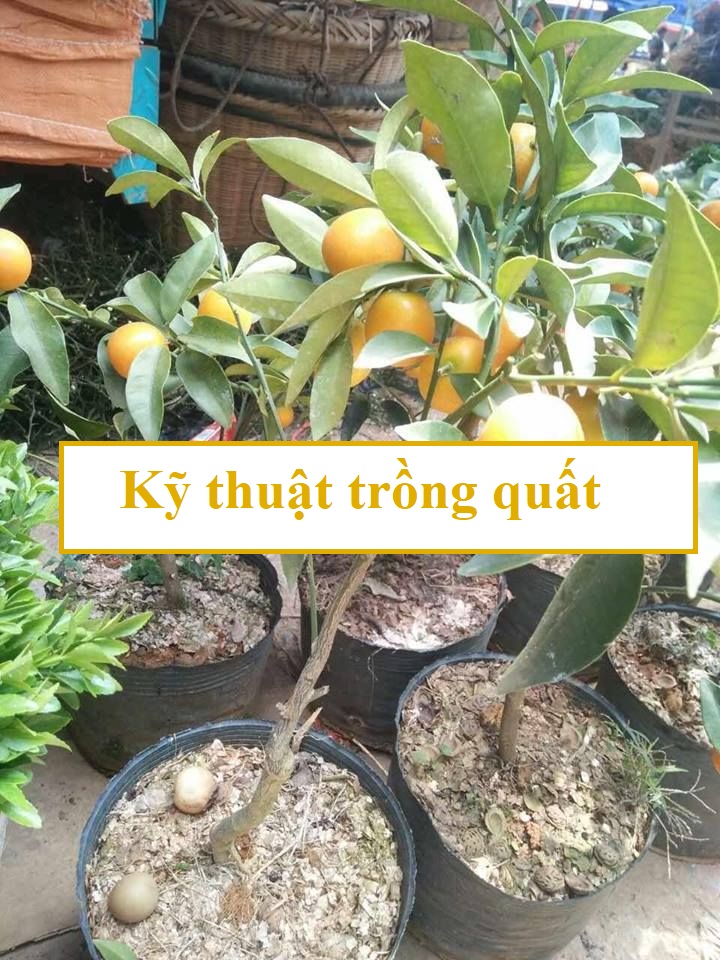 Kỹ thuật trồng quất ngọt nhiều quả