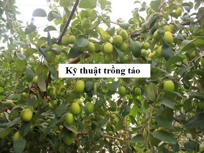 Kỹ thuật trồng táo