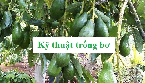 Kỹ thuật trồng bơ