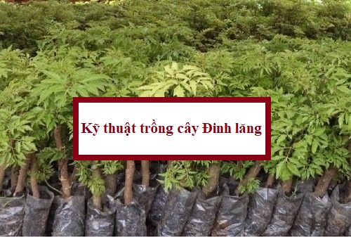 Kỹ thuật trồng cây Đinh lăng