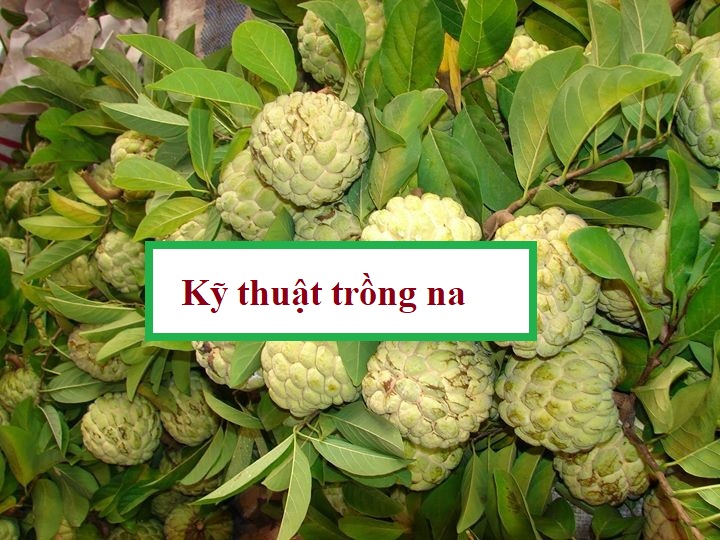 Kỹ thuật trồng và chăm sóc cây na cho năng suất cao