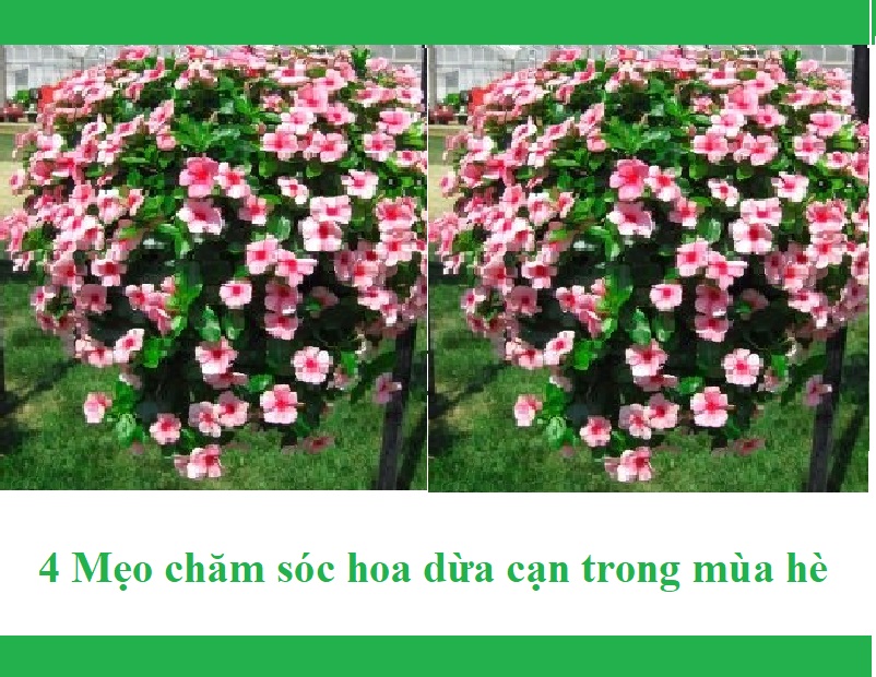 4 Mẹo chăm sóc hoa dừa cạn trong mùa hè