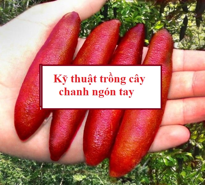 Kỹ thuật trồng cây chanh ngón tay