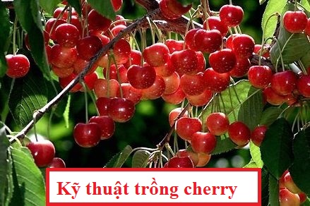 Kỹ thuật trồng cherry(2)
