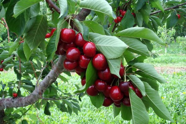 Kỹ thuật trồng cherry(2)