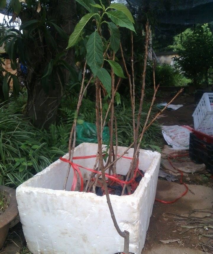 Kỹ thuật trồng cherry