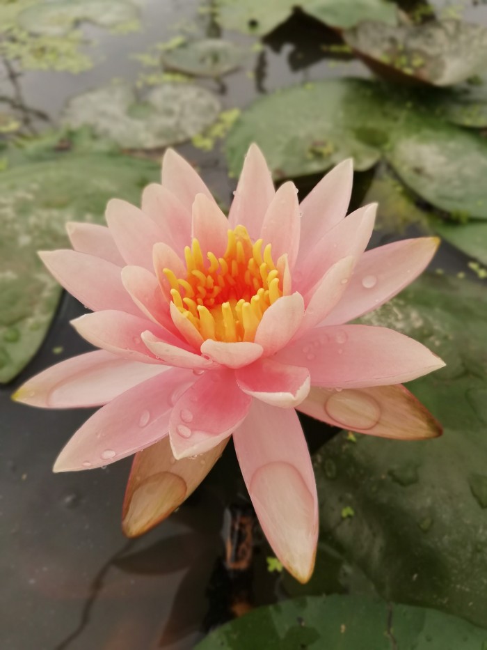 Lịch sử của hoa súng