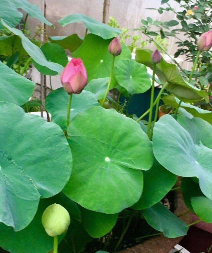 3 bước cơ bản để tự trồng sen tại nhà