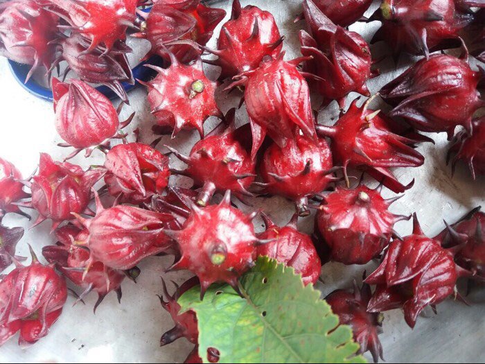 Hoa Atiso đỏ kết hợp nhiều món ăn ngon tốt cho sức khỏe
