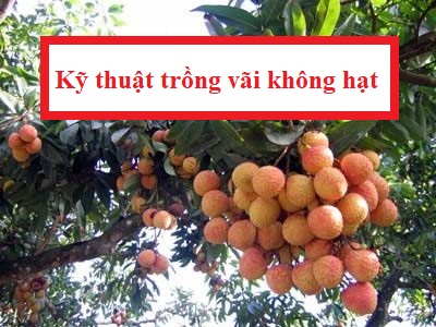 Kỹ thuật trồng vãi không hạt