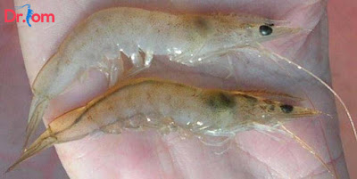 Nguyên nhân và cách chữa bệnh mềm vỏ ở tôm?