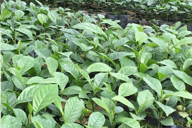 Giá trị kinh tế từ cây giổi xanh