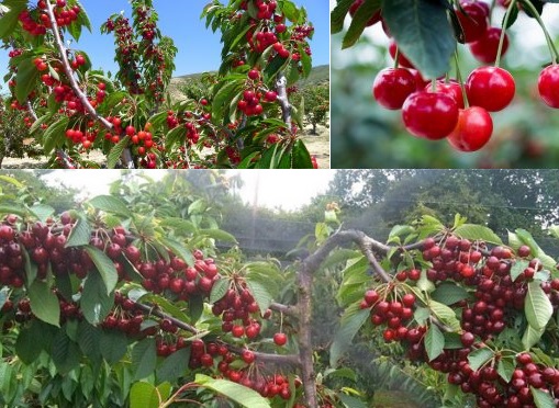 Giới thiệu giống cây cherry anh đào